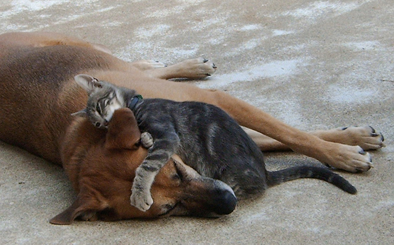 Zwei wie Hund und Katz - Gipsy und Tim.jpg (768 x 478)